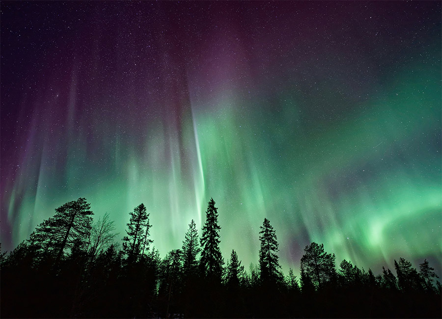 Aurora over a Nordic forest
